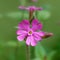 Red catchfly (Silene dioica)