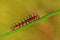 Red caterpillar on a branch