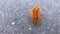 red caterpillar with shiny dots on back crawls on asphalt on street in city close-up. beautiful insect. natural creature