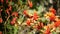 Red cats or kangaroo paw flower, California, USA. Anigozanthos bicolor floral blossom. Exotic tropical australian