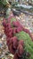 Red catterpillar mushrooms on tree