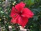 Red Cayenne Flower