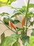 Red cayenne pepper plants in pots at home.