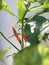 Red cayenne pepper plants in pots at home.