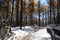 Red cedar trees with snowy path