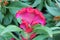 Red Celosia Cristata flower commonly known as Cockscomb or Quail Grass