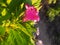 Red celosia flower surrounded by large leaves