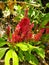 Red Celosia Plant