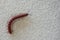 Red Centipedes insect