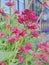 Red Centranthus is a popular garden plant whose flowers have a strong, even slightly rough smell.