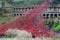 Red Ceramic Poppies