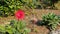 Red Cerebra flower in the garden