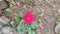 Red Cerebra flower in the garden in winter