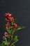 Red cestrum flower on black background