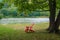 Red Chair, Trees and Lake