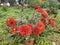 Red chandra malika flowers in winter season