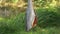 Red char fish is drying on the hook outdoors on the background of greenery