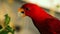Red chattering Lory eating fruit