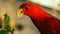 Red chattering Lory eating fruit