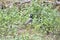 Red-cheeked bird, white cheeks, black head, gray body, long legs, living in green natural forest