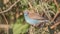 Red-cheeked Cordon-bleu on Shrubs