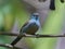 Red-cheeked cordon-bleu Uraeginthus bengalus