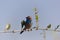 Red cheeked Cordonbleu Uraeginthus bengalus