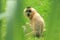 Red-cheeked gibbon