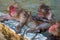 Red-cheeked monkey in a hot spring in Japan