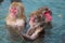 Red-cheeked monkey in a hot spring in Japan