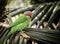 Red cheeked parrot on palm frond