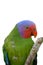 Red cheeked parrot on white background