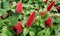 Red chenille plant blooms