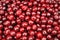 Red cherries background