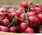 Red Cherries Basket