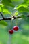 Red cherries on branch before harvesting in the garden at summer time. Red ripe cherries on tree branch against lush foliage on