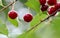 Red cherries on the branch after the rain.