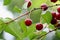 Red cherries on the branch after the rain.