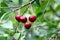 Red cherries on the branch after the rain.