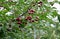 Red cherries on the branch after the rain.