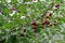 Red cherries on the branch after the rain.