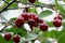 Red cherries on the branch after the rain.