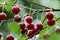 Red cherries on the branch after the rain.