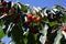 Red cherries on cherry tree in orchard for picking