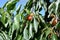 Red cherries on cherry tree in orchard for picking