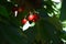 Red cherries on cherry tree in orchard for picking