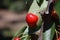 Red cherries on cherry tree in orchard for picking