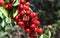 Red cherries on cherry tree in orchard for picking