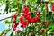 Red cherries fruits on tree