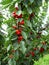 Red cherries growing on the tree branch